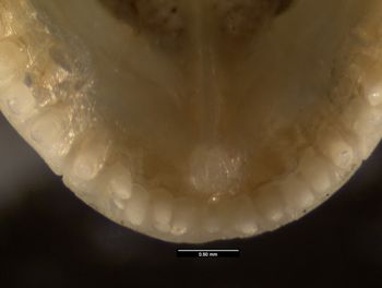 Media type: image;   Herpetology R-121057